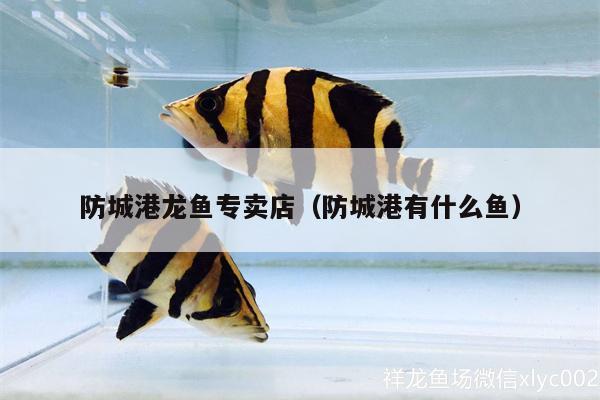 防城港龍魚專賣店（防城港有什么魚） 飛鳳魚苗