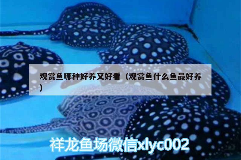 觀賞魚(yú)哪種好養(yǎng)又好看（觀賞魚(yú)什么魚(yú)最好養(yǎng)）