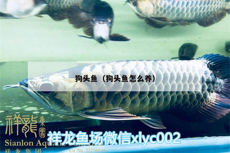 狗頭魚（狗頭魚怎么養(yǎng)） 狗頭魚