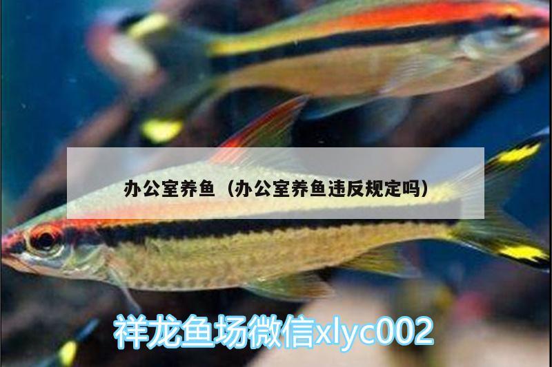 辦公室養(yǎng)魚（辦公室養(yǎng)魚違反規(guī)定嗎） 紅老虎魚