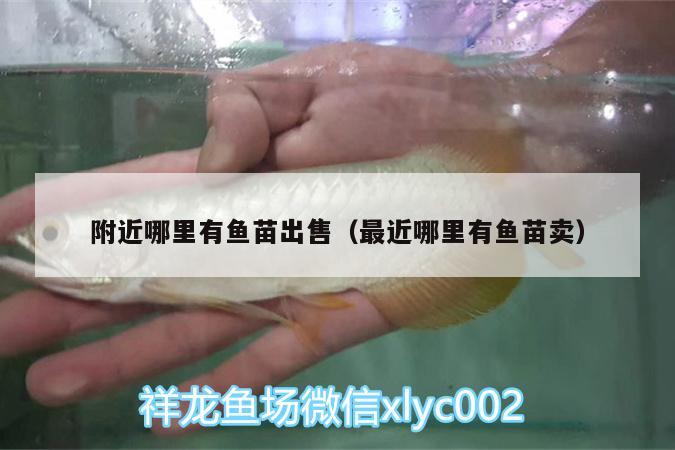 附近哪里有魚苗出售（最近哪里有魚苗賣） 魚缸等水族設(shè)備