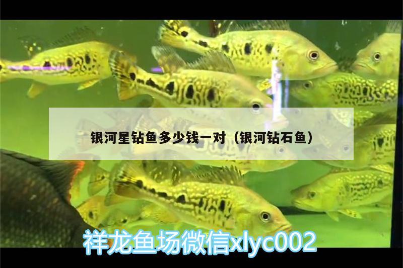 銀河星鉆魚多少錢一對（銀河鉆石魚） 銀河星鉆魚