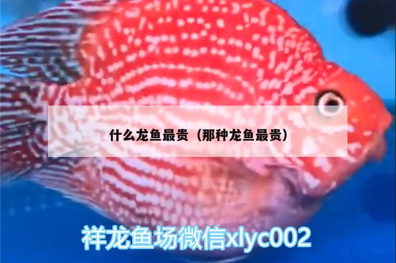 什么龍魚最貴（那種龍魚最貴）