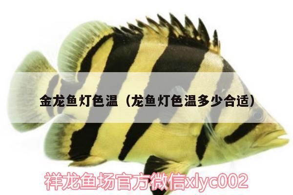 金龍魚燈色溫（龍魚燈色溫多少合適）