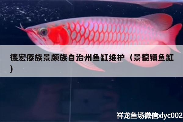 德宏傣族景頗族自治州魚缸維護(hù)（景德鎮(zhèn)魚缸） 祥龍龍魚專用水族燈