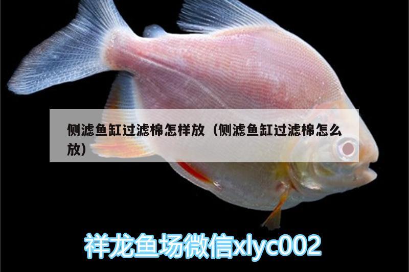 側(cè)濾魚缸過濾棉怎樣放（側(cè)濾魚缸過濾棉怎么放）