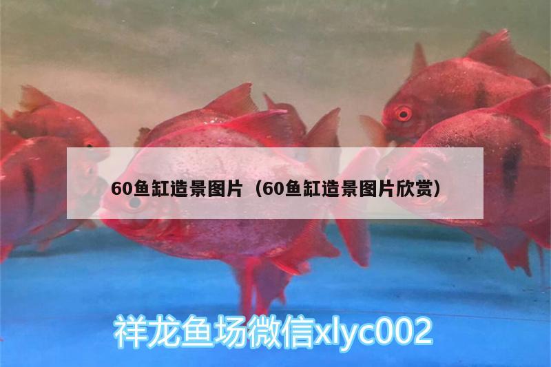 60魚缸造景圖片（60魚缸造景圖片欣賞） 白子金龍魚