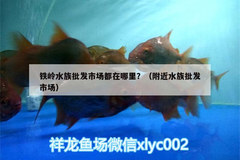 鐵嶺水族批發(fā)市場(chǎng)都在哪里？（附近水族批發(fā)市場(chǎng)） 觀賞魚(yú)水族批發(fā)市場(chǎng)