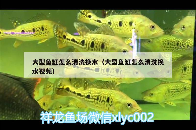 大型魚缸怎么清洗換水（大型魚缸怎么清洗換水視頻） 飛鳳魚苗