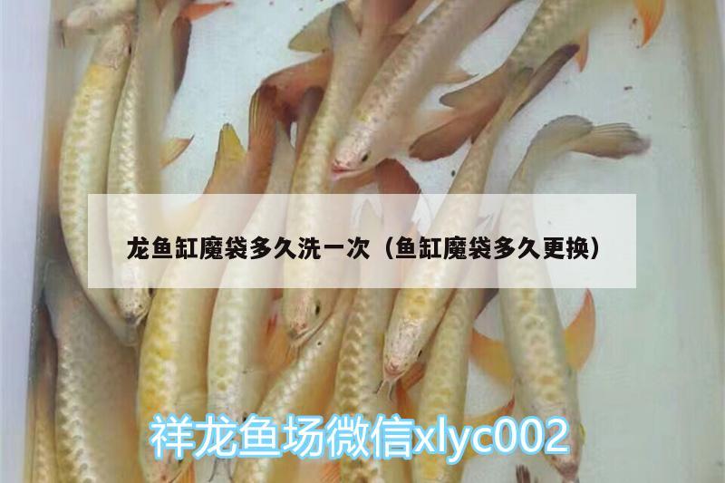 龍魚缸魔袋多久洗一次（魚缸魔袋多久更換）