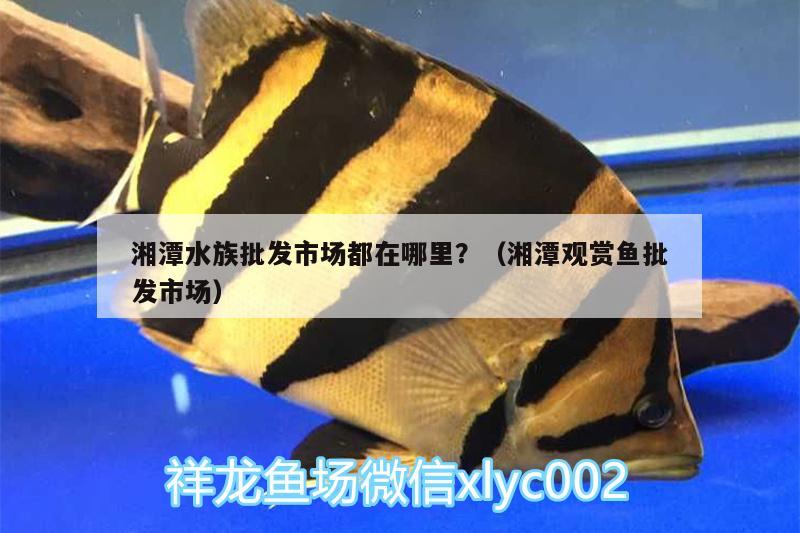 湘潭水族批發(fā)市場都在哪里？（湘潭觀賞魚批發(fā)市場）