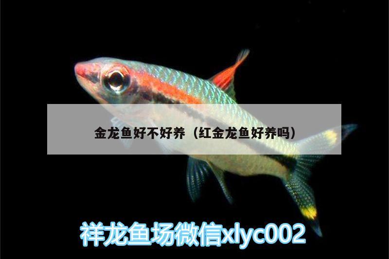 金龍魚好不好養(yǎng)（紅金龍魚好養(yǎng)嗎）