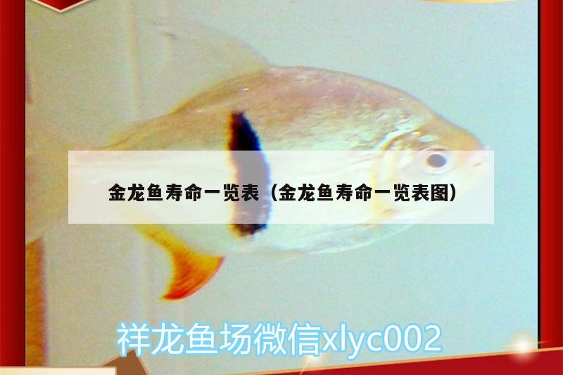 金龍魚壽命一覽表（金龍魚壽命一覽表圖）