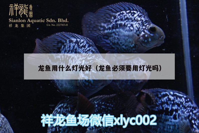 龍魚用什么燈光好（龍魚必須要用燈光嗎） 高背金龍魚