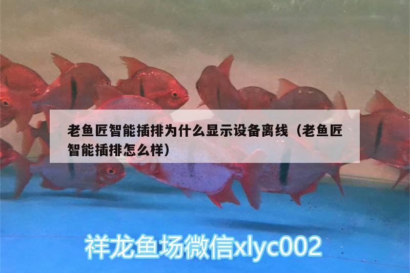 老魚匠智能插排為什么顯示設(shè)備離線（老魚匠智能插排怎么樣）