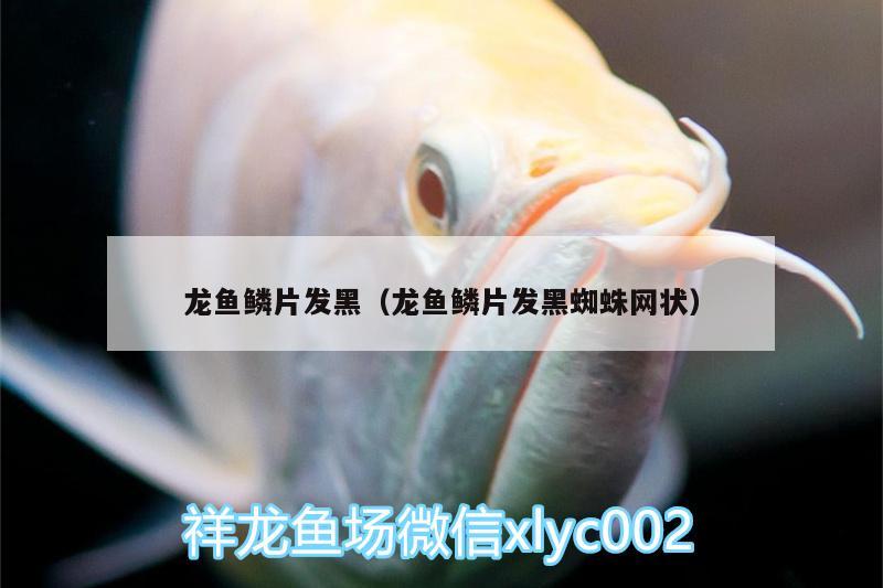 龍魚鱗片發(fā)黑（龍魚鱗片發(fā)黑蜘蛛網(wǎng)狀） 野彩魚