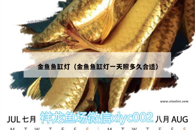 金魚魚缸燈（金魚魚缸燈一天照多久合適） 祥龍龍魚專用水族燈