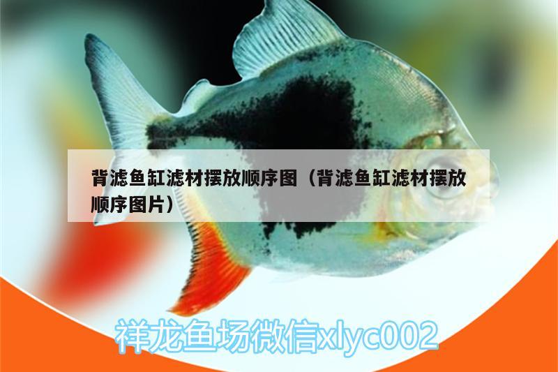 背濾魚缸濾材擺放順序圖（背濾魚缸濾材擺放順序圖片）