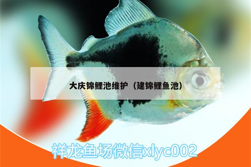 大慶錦鯉池維護(hù)（建錦鯉魚池）