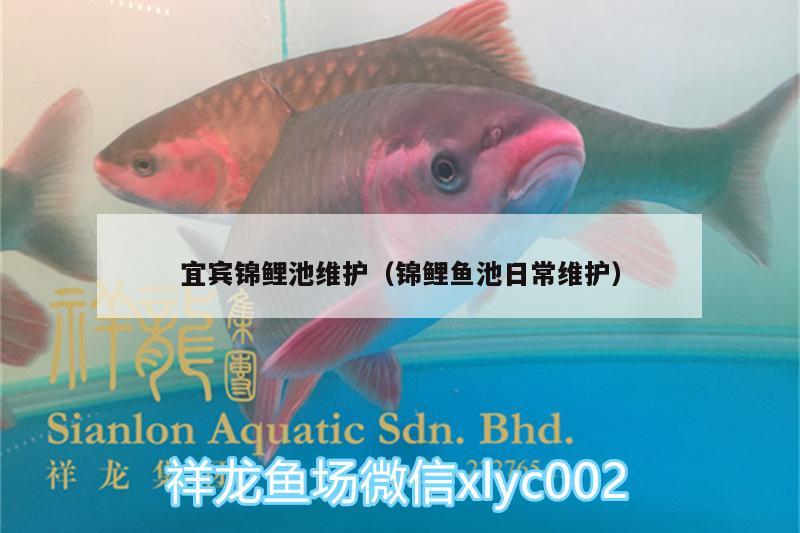 宜賓錦鯉池維護(hù)（錦鯉魚池日常維護(hù)）