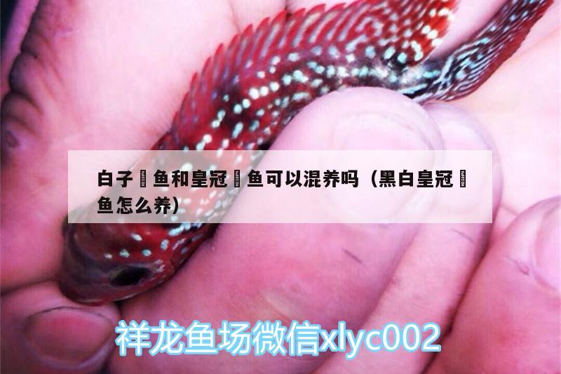 白子魟魚和皇冠魟魚可以混養(yǎng)嗎（黑白皇冠魟魚怎么養(yǎng)）