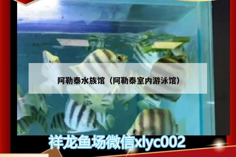 阿勒泰水族館（阿勒泰室內(nèi)游泳館） 眼斑魚