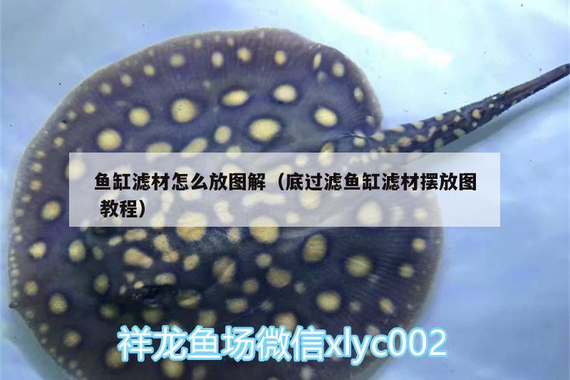 魚缸濾材怎么放圖解（底過濾魚缸濾材擺放圖教程）