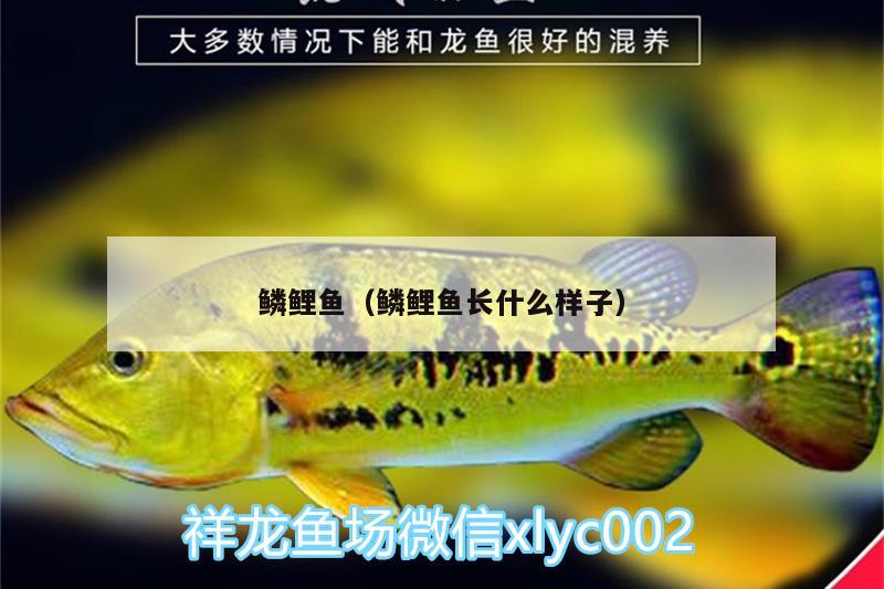 鱗鯉魚（鱗鯉魚長什么樣子） 女王大帆魚苗