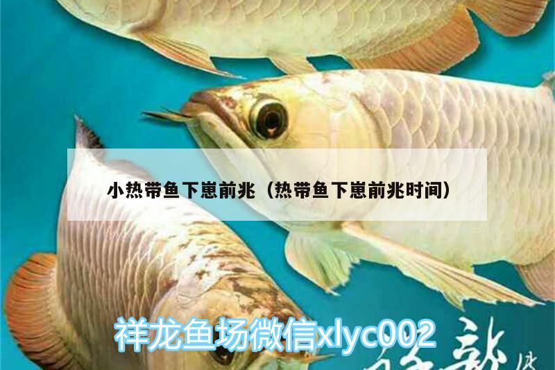 小熱帶魚下崽前兆（熱帶魚下崽前兆時(shí)間） 飛鳳魚