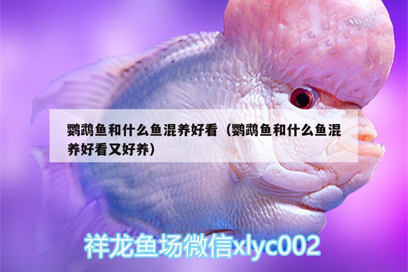 鸚鵡魚(yú)和什么魚(yú)混養(yǎng)好看（鸚鵡魚(yú)和什么魚(yú)混養(yǎng)好看又好養(yǎng)） 鸚鵡魚(yú)