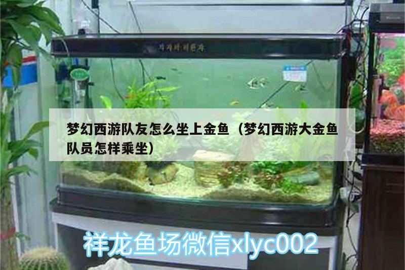 夢幻西游隊(duì)友怎么坐上金魚（夢幻西游大金魚隊(duì)員怎樣乘坐）