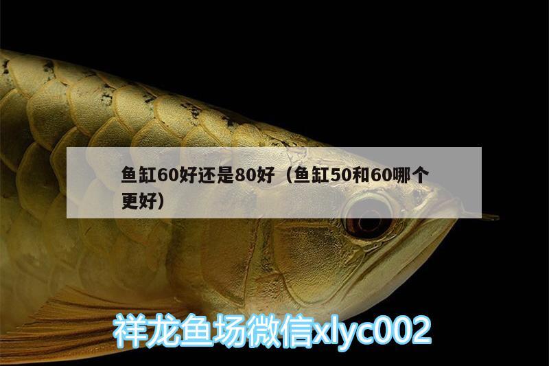 魚缸60好還是80好（魚缸50和60哪個(gè)更好） 熱帶魚魚苗批發(fā)