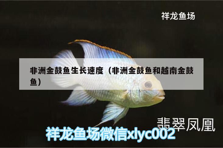 非洲金鼓魚生長(zhǎng)速度（非洲金鼓魚和越南金鼓魚）