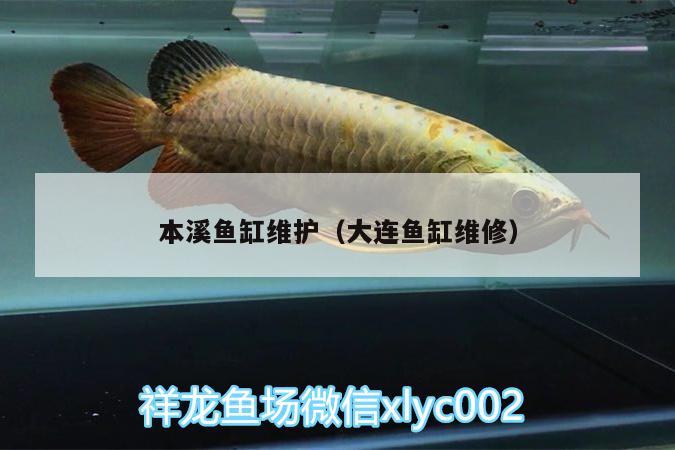 本溪魚缸維護（大連魚缸維修） 月光鴨嘴魚