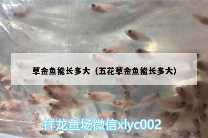 草金魚能長多大（五花草金魚能長多大） 黃金招財貓魚