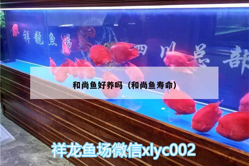 和尚魚好養(yǎng)嗎（和尚魚壽命） 和尚魚