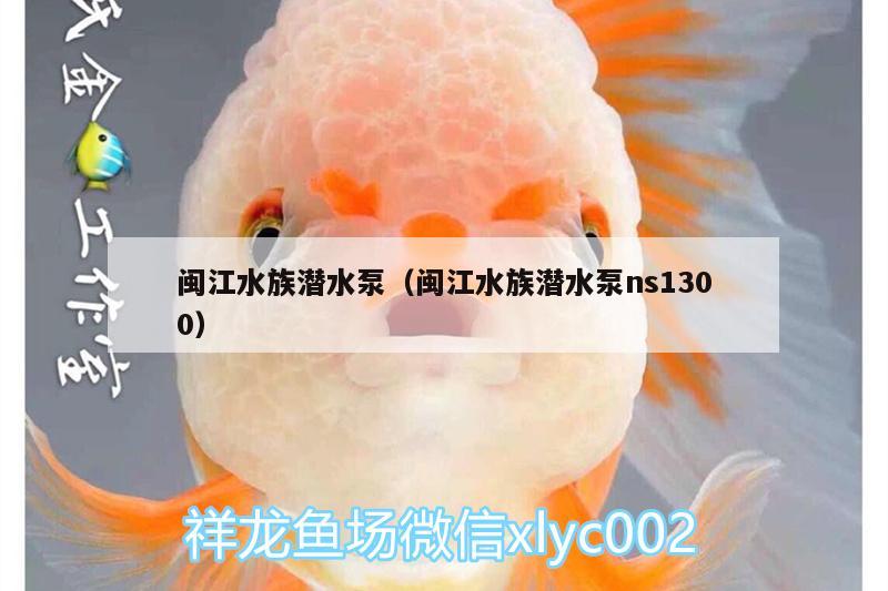 閩江水族潛水泵（閩江水族潛水泵ns1300） 超血紅龍魚