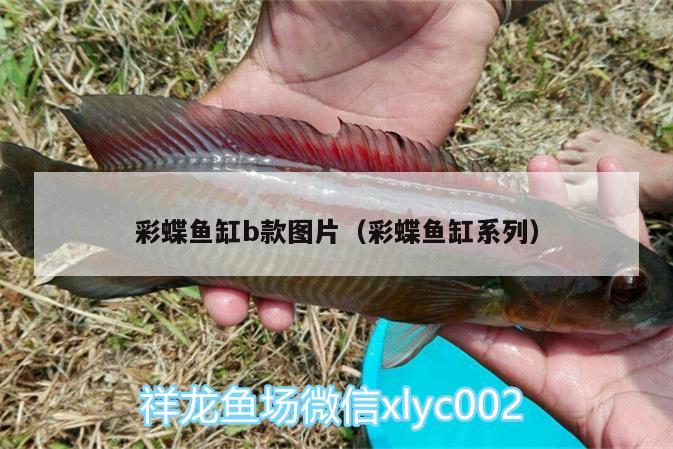 彩蝶魚缸b款圖片（彩蝶魚缸系列） 巴西亞魚