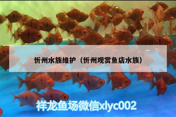 忻州水族維護(hù)（忻州觀賞魚店水族）