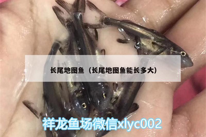 長尾地圖魚（長尾地圖魚能長多大）