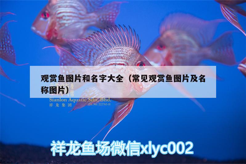 觀賞魚圖片和名字大全（常見觀賞魚圖片及名稱圖片）