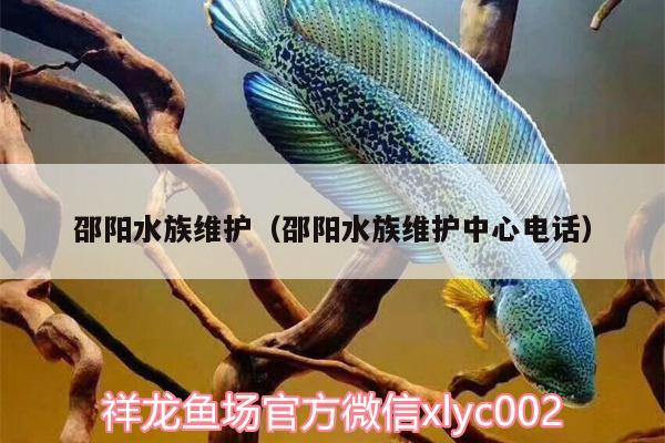 邵陽(yáng)水族維護(hù)（邵陽(yáng)水族維護(hù)中心電話） 青龍魚(yú)