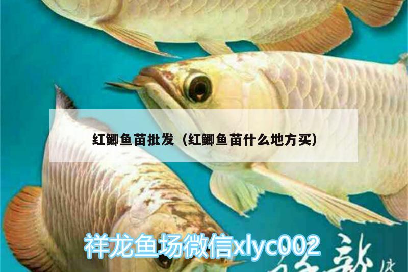 紅鯽魚苗批發(fā)（紅鯽魚苗什么地方買） 過(guò)濾設(shè)備