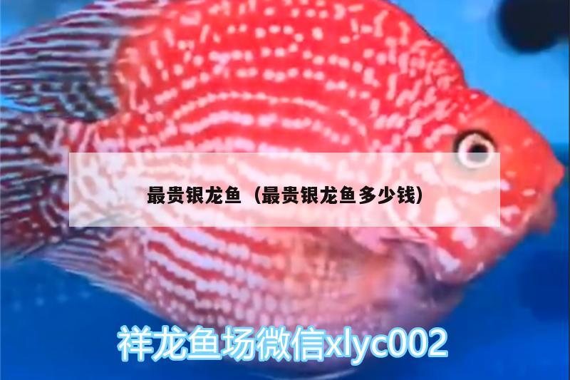 最貴銀龍魚（最貴銀龍魚多少錢） 銀龍魚百科