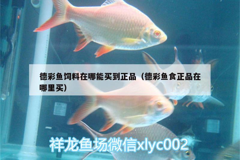 德彩魚飼料在哪能買到正品（德彩魚食正品在哪里買） 狗仔招財(cái)貓魚 第2張