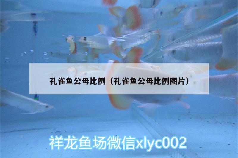 孔雀魚公母比例（孔雀魚公母比例圖片） 蘇虎苗（蘇門答臘虎魚苗）