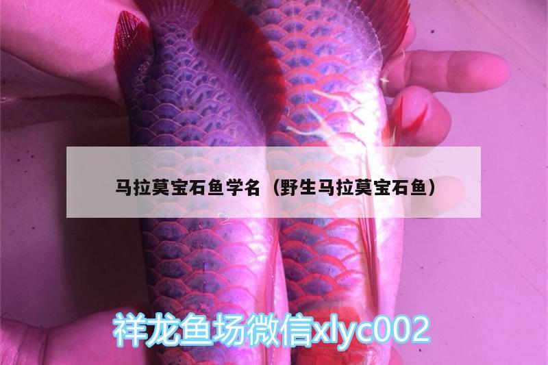 馬拉莫寶石魚學名（野生馬拉莫寶石魚） 馬拉莫寶石魚