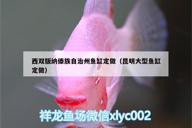 西雙版納傣族自治州魚缸定做（昆明大型魚缸定做） 肺魚