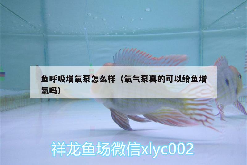 魚呼吸增氧泵怎么樣（氧氣泵真的可以給魚增氧嗎） 朱巴利魚苗