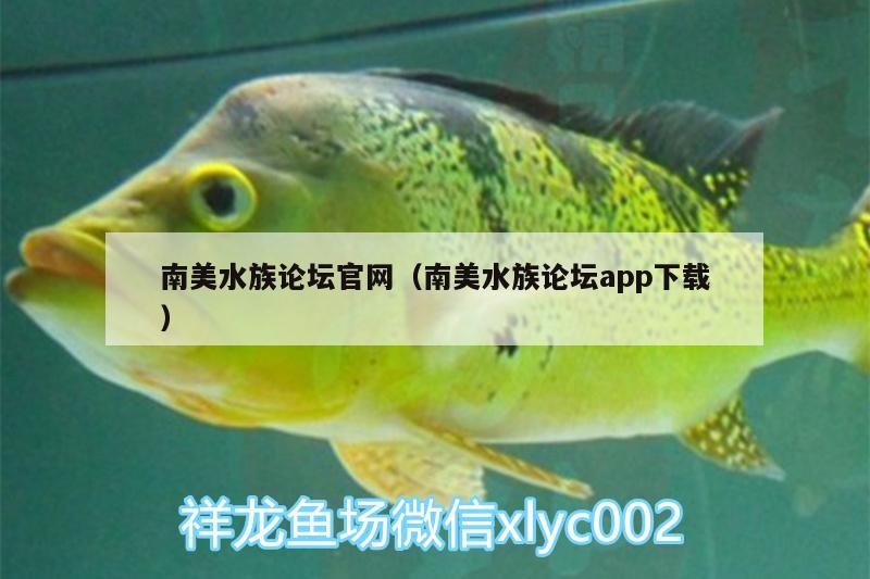 南美水族論壇官網(wǎng)（南美水族論壇app下載） 過背金龍魚